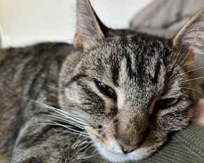 Cling - American Shorthair Female Cat for Adoption