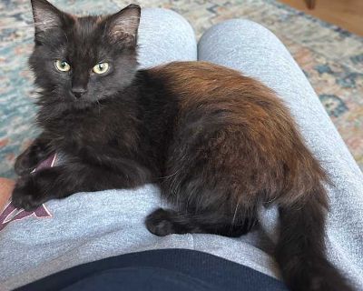 Child. White. Microchipped. Breed - DLH Neutered Male Weight 3lbs Estimated Age DOB:7/30/2025 If you are interested in adopting this cat, please fill out our cat adoption questionnaire at https://www.shelterluv.com/matchme/adopt/HTAR/Cat. For questions, email [email protected] HOW TO MEET THIS CAT: This cat is in a foster home. To meet this kitty please complete the adoption questionnaire. LOCA...