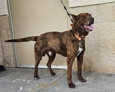 Outback - Australian Cattle Dog/Catahoula Leopard Dog Mix Male Dog for Adoption