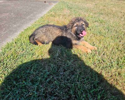 1 Male and 4 Female German Shepherd Dog Puppies for Sale