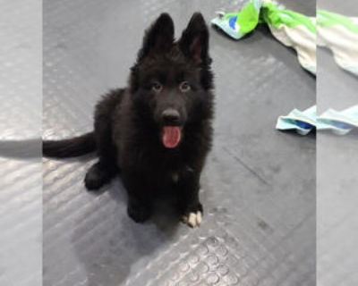 9 Weeks Old * Availability Date: 10/09/2025 * Shipping Area: Pick Up Only * Payment Method: Paypal, Credit Cards, Cash *. Well bred puppies health tested parents. Beautiful color, great temperament, great family pet or more with extensive training. Puppies come with their first vet visit, first vaccine, up to date deworming, microchip, akc registration, puppy contract, puppy pack and breeder su...