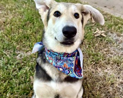 Introducing Gracie!! This sweet little goober was found wandering the streets outside of Houston, going door to door looking for food. Eventually a kind family took pity on her (honestly who could resist those ears?!) and got her to safety. She was covered in fleas but still the happiest, wiggliest girl. Since then, she s been thriving in a loving foster home getting her vetting done, enjoying ...