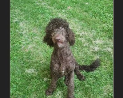 - Female Puppy Poodle / Bernese Mountain Dog for Adoption