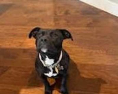 Marcia GDP - Labrador Retriever/American Staffordshire Terrier Mix Female Dog for Adoption