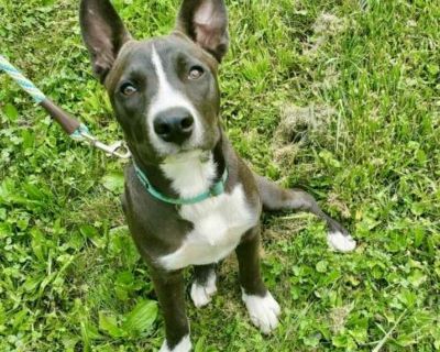 Green Day - American Pit Bull Terrier Male Puppy for Adoption