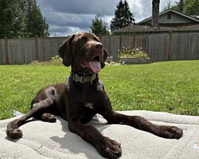 Ruby - Vizsla/German Wirehaired Pointer Mix Female Puppy for Adoption