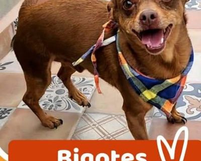 BIGOTES - Chihuahua Mix Male Dog for Adoption