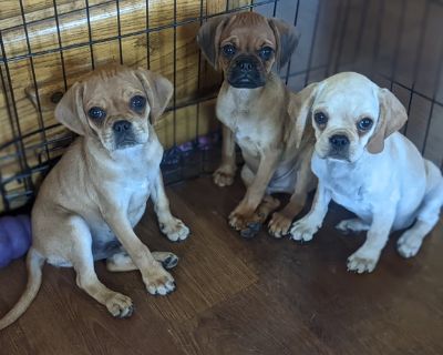 Pugalier Puppies (males only)