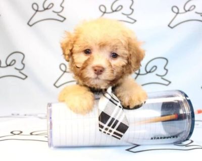 Teacup & Toy Maltipoo Puppies For Sale by Puppy Heaven