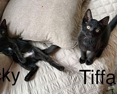 Tiffany - Domestic Shorthair Female Cat for Adoption