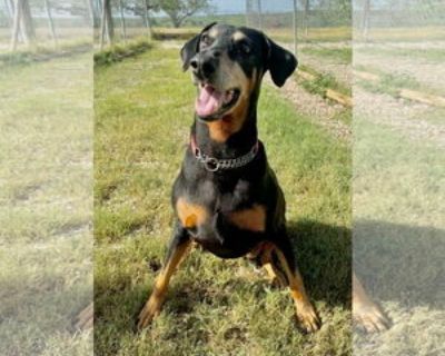 Tilly - Female Doberman Pinscher Adult Dog for Adoption