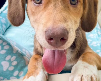 Lucy - Beagle & Husky Mix Female Puppy for Adoption