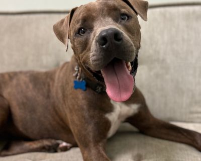 Boone - Mastiff Mix Male Dog for Adoption