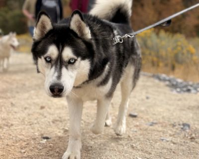 Hi there, Im Thor! Im a big handsome softie with a heart as grand as my name. Im 7 years young and learning to find joy again after losing my beloved human. Ive been working really hard to build my confidence back. Im a mellow guy who loves lounging in the yard or chilling inside with my favorite people instead of getting wild at the dog park. When I feel comfortable, my playful side comes out ...