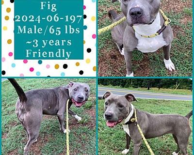 2024-06-197 - American Pit Bull Terrier Female Dog for Adoption