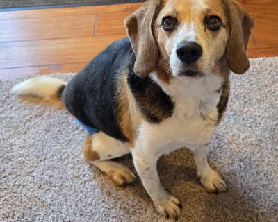 Kasey is 9 years old and weighs 34 pounds. He is the perfect mix of charm, adventure, and enthusiasm. Kasey s great with other dogs, loves every human he meets (he d love to be a Walmart greeter), and never turns down a walk, car ride, or snack opportunity. Kasey is house-trained to perfection not a single accident in his foster home. He s free to roam the house and has never chewed, shredded, ...