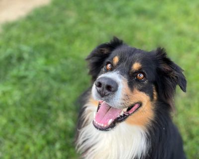 Koda - Australian Shepherd Male Dog for Adoption