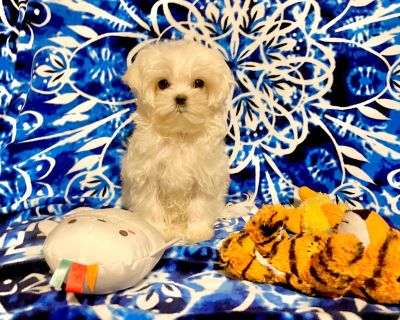 1 Male Maltese Puppy for Sale