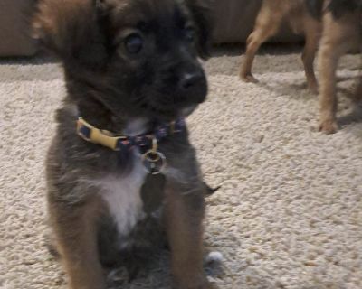 Jack - Chihuahua & Miniature Poodle Mix Male Puppy for Adoption