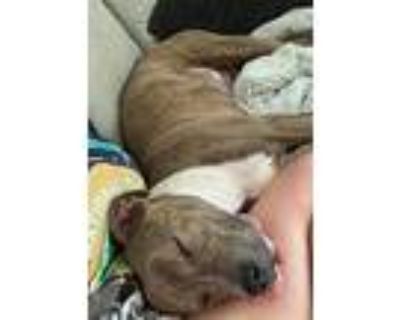 Loki, American Pit Bull Terrier For Adoption In Germantown, Ohio