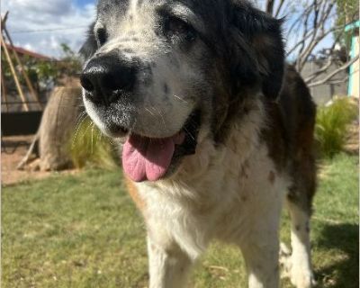 Big Sue - Female Senior Saint Bernard mix for Adoption