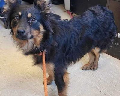 Margie SPECIAL NEEDS - Sheltie, Shetland Sheepdog/Australian Shepherd Mix Female Dog for Adoption
