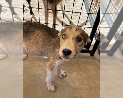 Toast - Huskies  Mix Male Puppy for Adoption