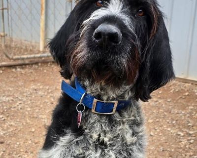 Blue (Wellston - German Wirehaired Pointer Male Dog for Adoption