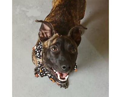 Dex - Dachshund/Mountain Cur Mix Male Dog for Adoption