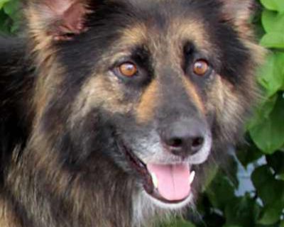 Bailey von Dresden - German Shepherd Dog Female Dog for Adoption
