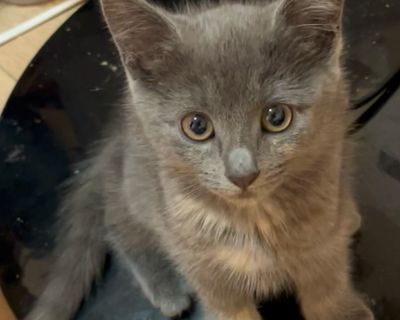 Health Vaccinations up to date.. Kitten Male Small Gray / Blue / Silver