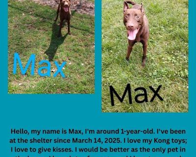 Max - American Pit Bull Terrier Male Puppy for Adoption