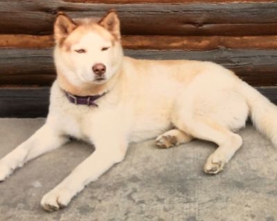 Lost - Siberian Husky - Reward