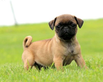 Rianna - 13 Weeks Female Pug Puppy for Sale