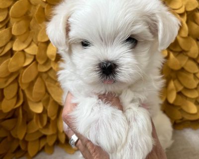 1 Male and 1 Female Maltese Puppies for Sale