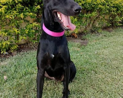 Meet Jewel! This 1/5 year old Black Lab/Shepherd mix was found living on a rooftop in Puerto Vallarta. Thankfully, a kind person reported her situation, and she's now safe in our care. Despite her rough start, Jewel's heart is full of love and kindness. She adores playing with other dogs, is gentle and affectionate with people, and has a truly beautiful spirit. Jewel is ready for a fresh start ...