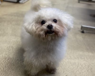 Health Vaccinations up to date, spayed / neutered.. Senior Female Small White / Cream