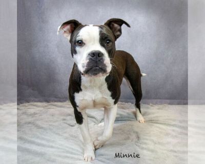 Minnie - American Pit Bull Terrier Mix Female Adult Dog for Adoption