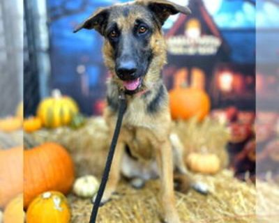 Young * Location Long Beach, CA, 90815 USA USA *. Dog Breed: German Shepherd Dog / Belgian Shepherd Malinois / Mixed (medium coat). Physical Attributes Coat Length: Medium Additional Information Was the Dog Found No