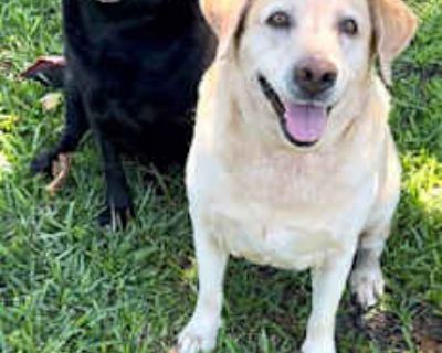 Clara & Sasha Maria - Labrador Retriever Female Dog for Adoption