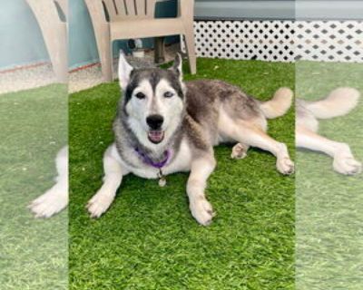 Senior * Location Marathon, FL, 33050 USA USA *. Dog Breed: Siberian Husky (medium coat). Lily found herself at the shelter after losing her humans. Since being rescued she has come out of her shell. She loves exploring her world through her nose , esp ecially when it involves a treat hidden in a snuffle mat . Since she had her dental issues repaired she's been eating and eating and eating!! We...