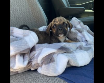 Tootsie - Pug & Chihuahua Mix Female Puppy for Adoption