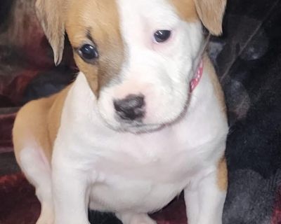Roxy is a 8 week old boxer lab mix. Petfinder Apply at rescuerehomerepeat.com Adoption application https://form.jotform.com/200845614015144 *** no out of state adoptions(Louisiana)**** THIS IS A LIFE TIME OF THE PET COMMITMENT WE DON'T TAKE ADOPTIONS LIGHTLY, NOR SHOULD YOU Adoption fee includes spay/neuter, age appropriate vaccinations, comprehensive exam, treatment for external and internal p...