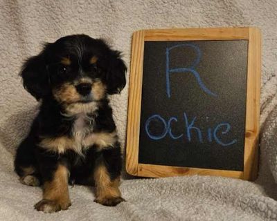 Rockie - Terrier (Unknown Type, Small)/Dachshund Mix Male Puppy for Adoption