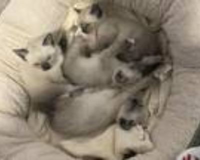 Dina Siamese Kittens