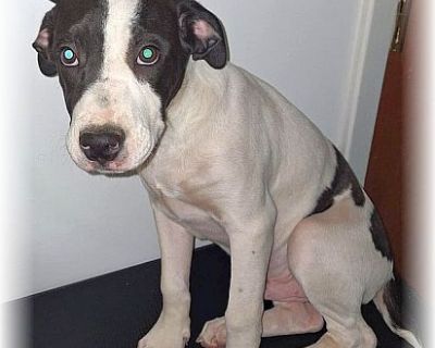 PETER - American Staffordshire Terrier Mix Male Puppy for Adoption