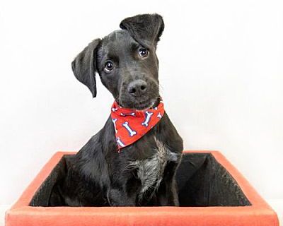 Moose - Labrador Retriever Male Puppy for Adoption