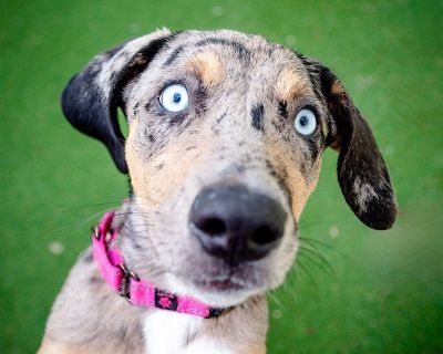 There is no place like home for the holidays...and Hazel is hoping to be in hers!! She is an outgoing, lovable girl with a great playful streak. Hazel is a five month old, 25 pound Lab/Australian Shepherd mix.All of our animals are spayed/neutered, microchipped and vaccinated. Adoption fees: dogs, $250 (unless otherwise noted); cats, $50. Health Vaccinations up to date, spayed / neutered.. Pupp...