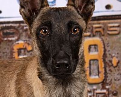 Allyson - Belgian Malinois/Shepherd (Unknown Type) Mix Female Dog for Adoption