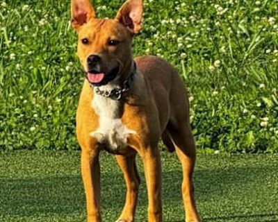Daisy--SWEET! - Australian Cattle Dog Female Dog for Adoption